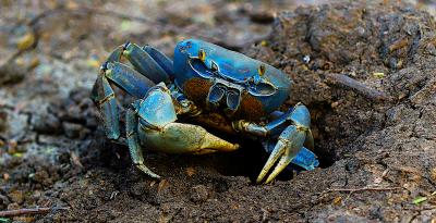 Crab